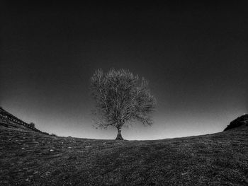 Bare tree on field against sky