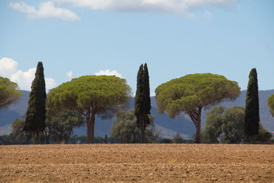 Trees on landscape against sky