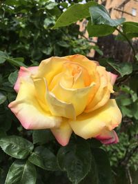 Close-up of rose flower