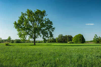 Big oak tree on a green meadow and blue sky
