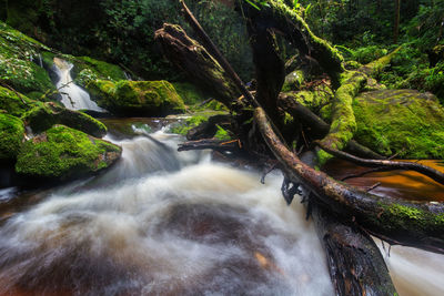 Scenic view of waterfall in forest