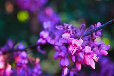 Close-up of purple flowers