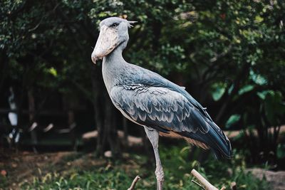 High angle view of gray heron perching on a land