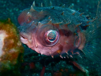 Close-up of fish swimming in sea