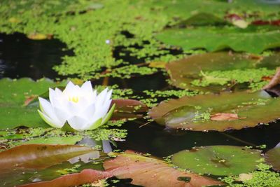 Close-up of lotus water lily in lake