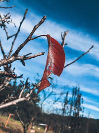 Close-up of dried plant against blue sky