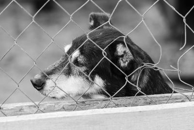 Dog looking away in zoo