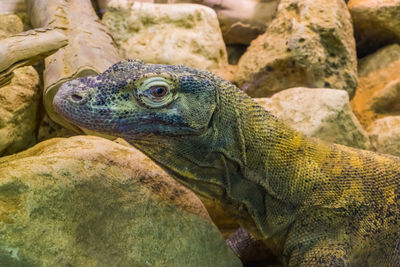 Close-up of lizard on rock