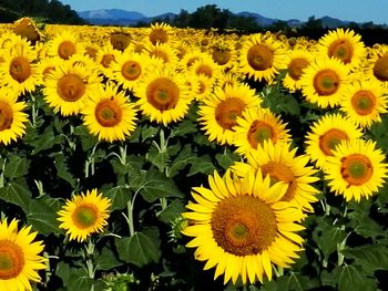 Sunflowers blooming on field