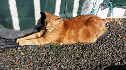 Close-up of ginger cat lying down