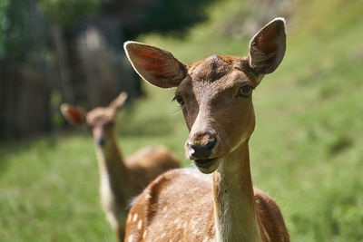 Portrait of deer in forest