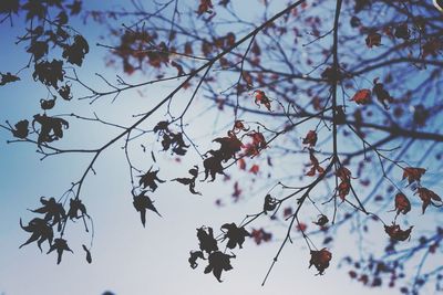 Low angle view of tree against sky