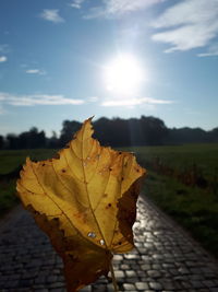 Close-up of yellow maple leaves against sky