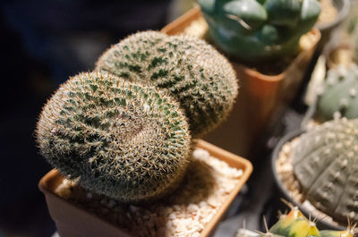 Close-up of succulent plant