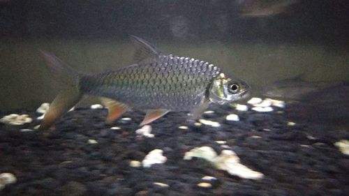 Close-up of fish swimming in aquarium