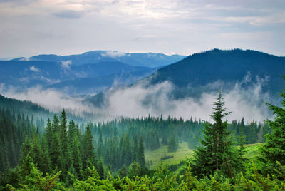 Panoramic view of pine trees and mountains against sky