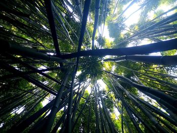 Low angle view of sunlight streaming through trees