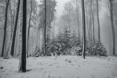 Snow covered trees in forest
