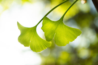 Close-up of green leaves on plant