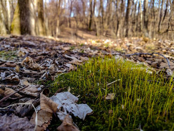 Close-up of fresh green field in forest