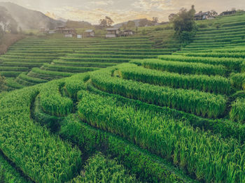 Scenic view of agricultural field