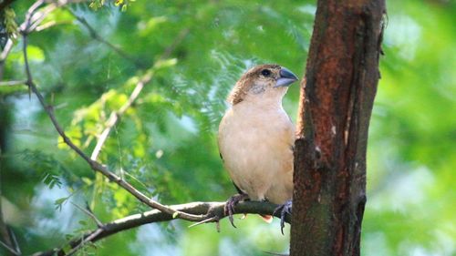 Bird perching on tree