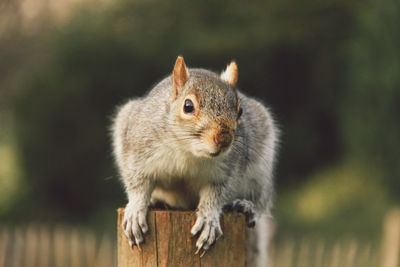 Close-up portrait of squirrel