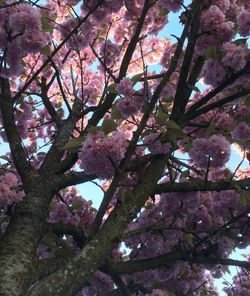 Low angle view of blooming tree