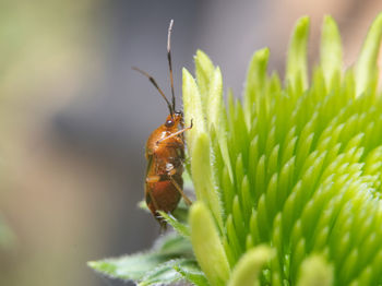 Close-up of insect on flower