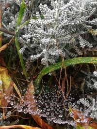 Close-up of wet plant leaves during rainy season