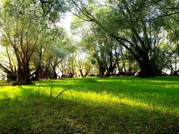 Trees on field against sky