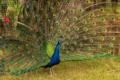 View of peacock