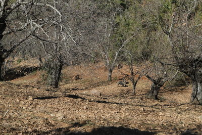 Bare trees in forest