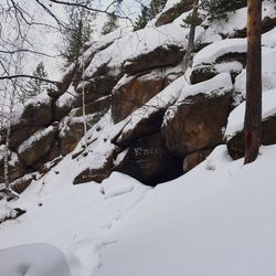 Close-up of snow covered tree