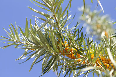 Low angle view of flowering plant against sky