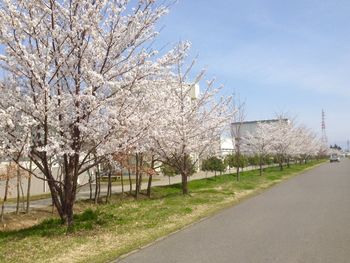 View of trees against sky
