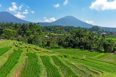 Scenic view of agricultural field against sky