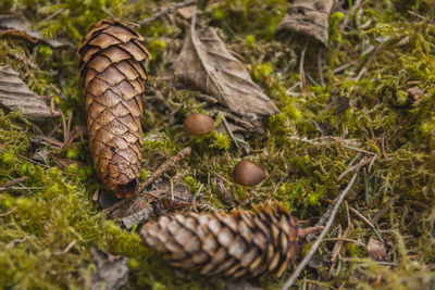 Close-up of pine cones on field