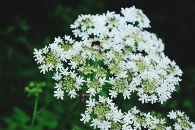 Close-up of flowers blooming outdoors