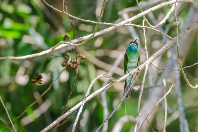 Bird perching on a tree