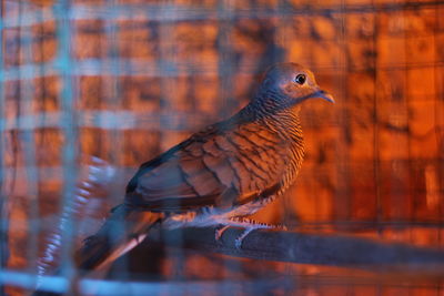Close-up of bird perching in cage