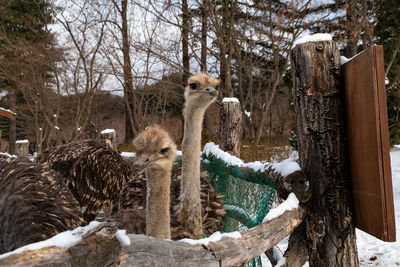 Close up of ostriches on nami island