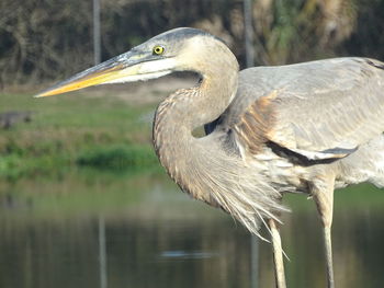 Close-up of gray heron on lake