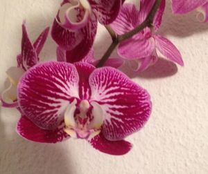 Close-up of pink orchid