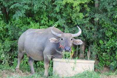 Buffalo standing on field