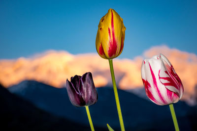 Close-up of tulips against blue sky