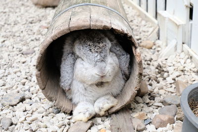 Close-up of rabbit