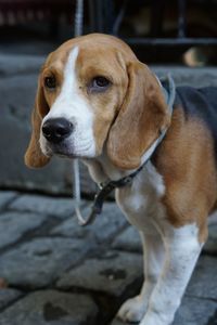 Portrait of beagle on sidewalk