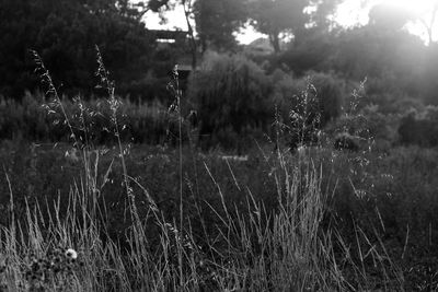 Plants growing on field