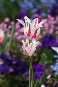 Close-up of pink flowers